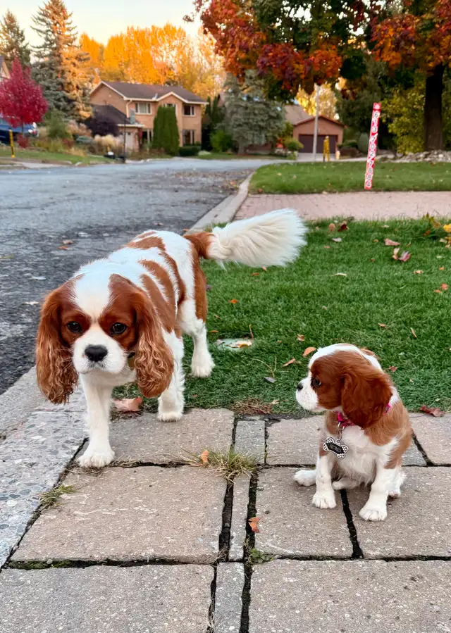 Cavalier King Charles Spaniel - Photo 7