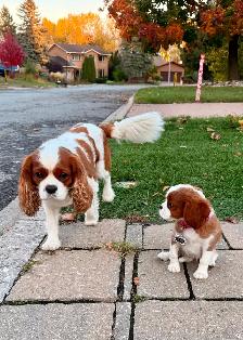 Cavalier King Charles Spaniel - Photo 7