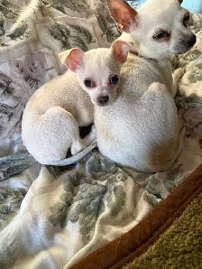 chihuahua
