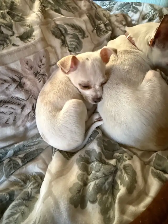 chihuahua - Photo 2
