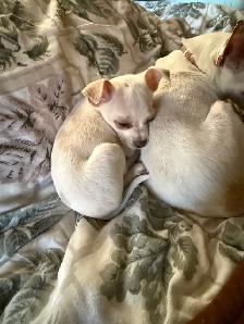 chihuahua - Photo 2