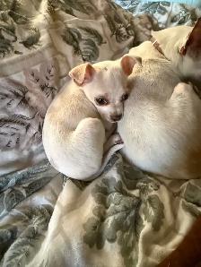 chihuahua - Photo 3