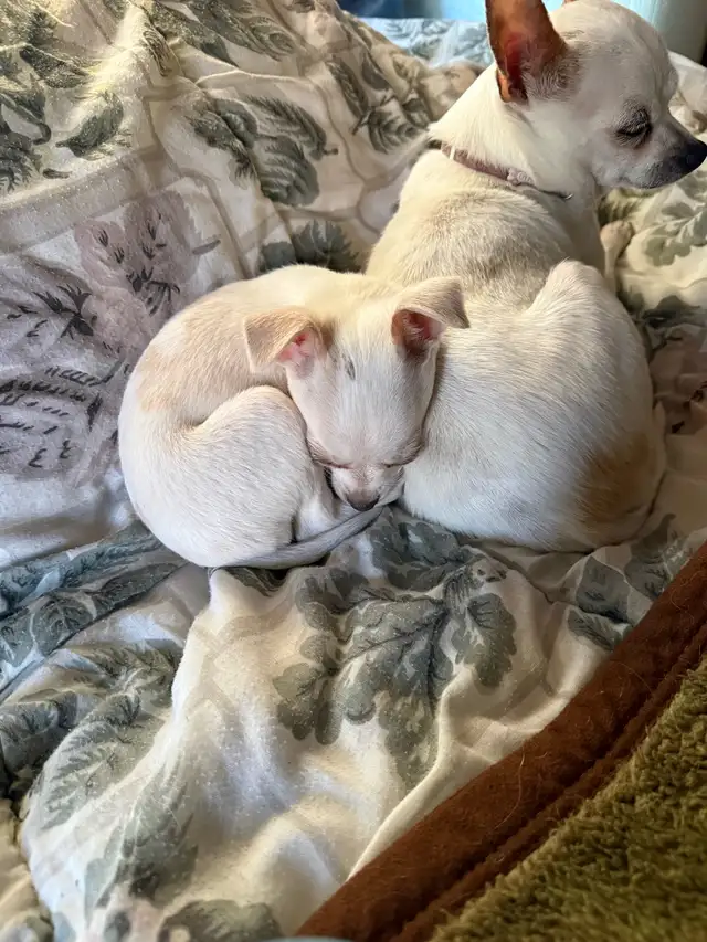 chihuahua - Photo 4