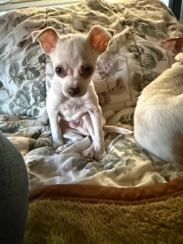 chihuahua - Photo 5