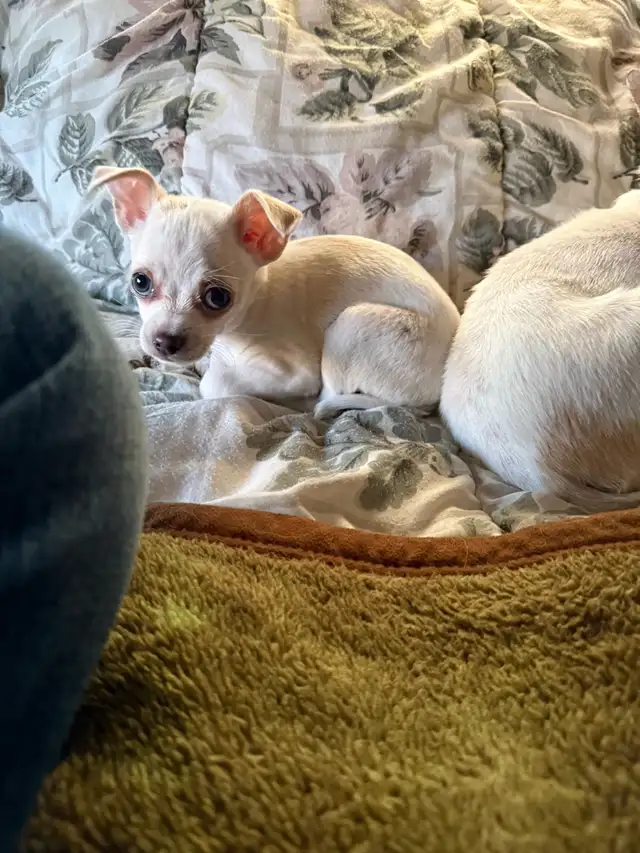 chihuahua - Photo 6