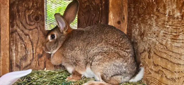 Rabbit female