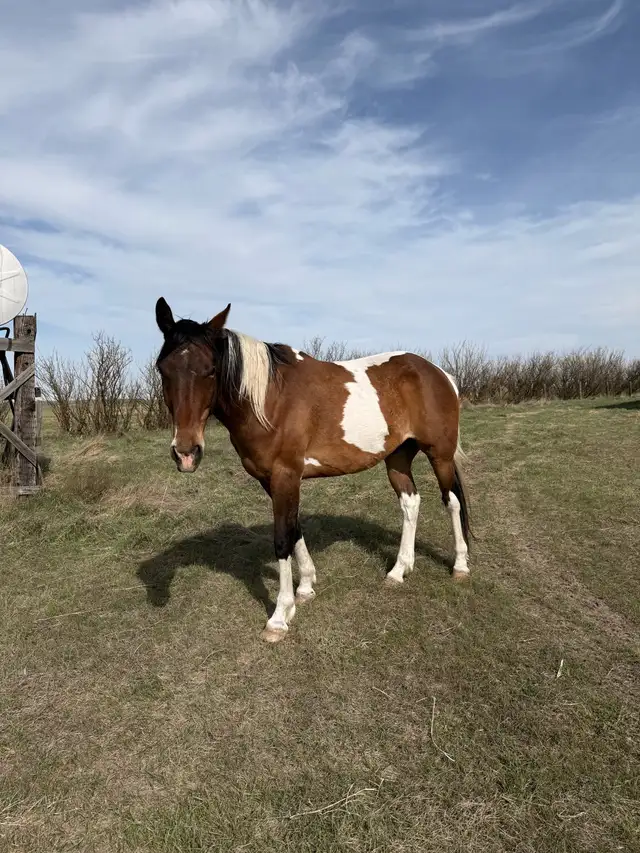6 year old paint  Gelding