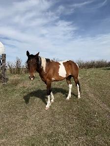 6 year old paint  Gelding