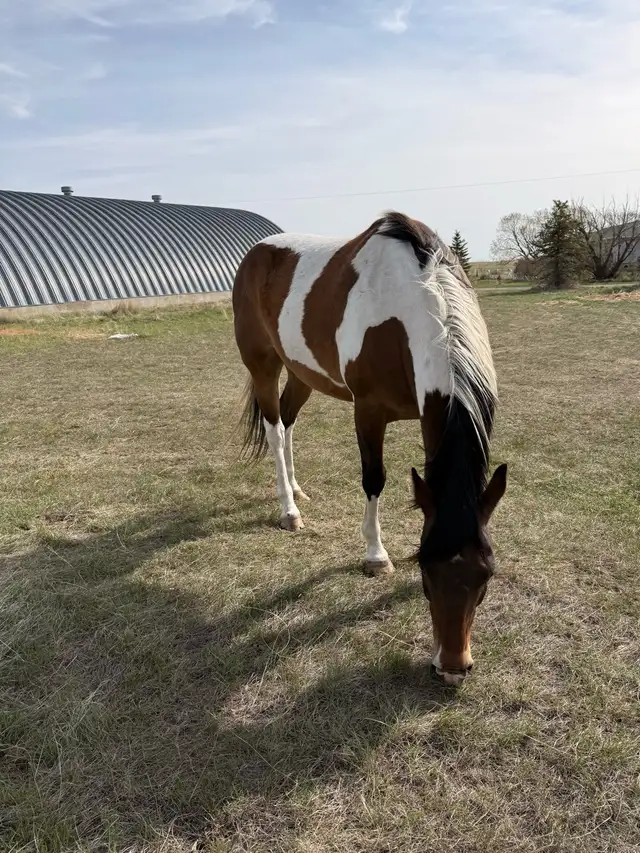 6 year old paint  Gelding - Photo 2