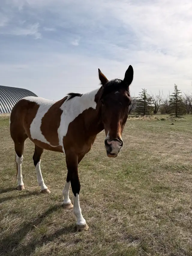 6 year old paint  Gelding - Photo 3