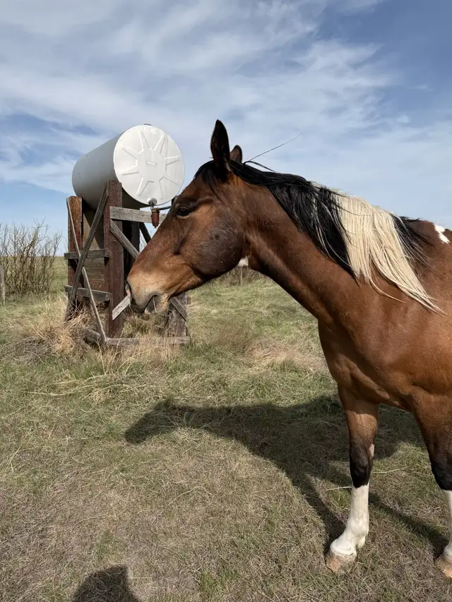 6 year old paint  Gelding - Photo 4