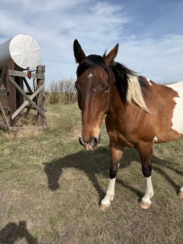 6 year old paint  Gelding - Photo 5