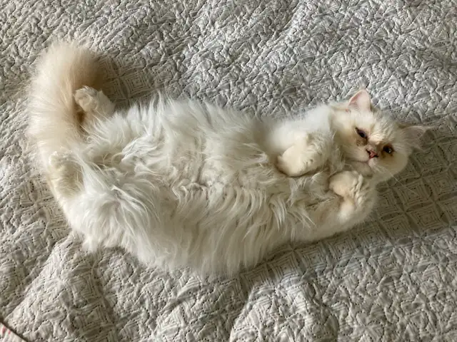 Chatte himalayen point flame