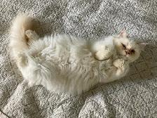 Chatte himalayen point flame