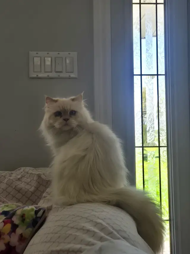 Chatte himalayen point flame - Photo 2