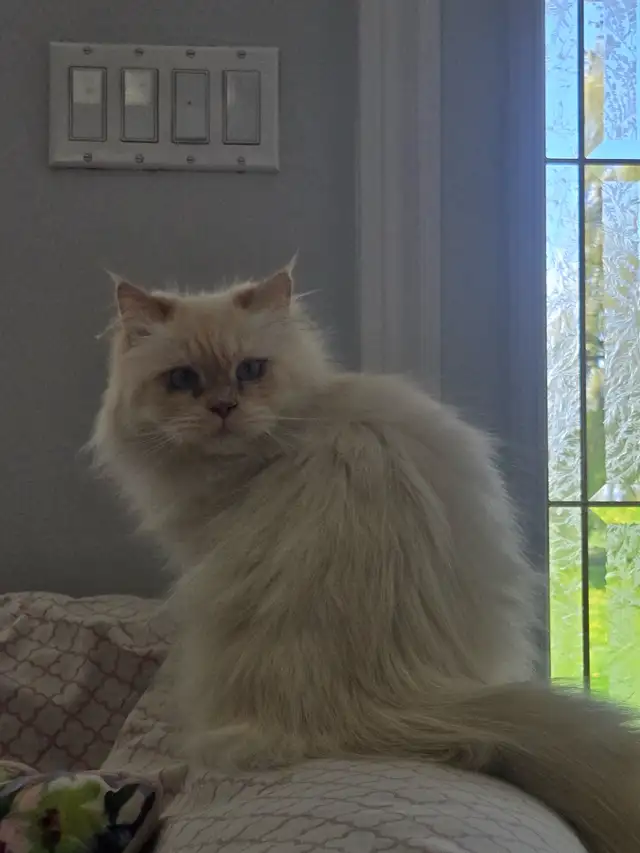 Chatte himalayen point flame - Photo 3