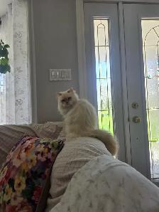 Chatte himalayen point flame - Photo 4