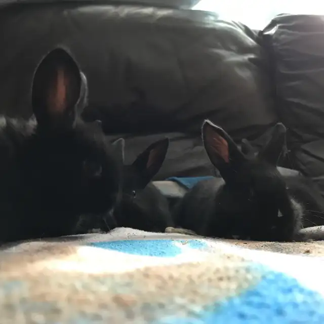 baby bunnies