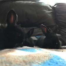 baby bunnies