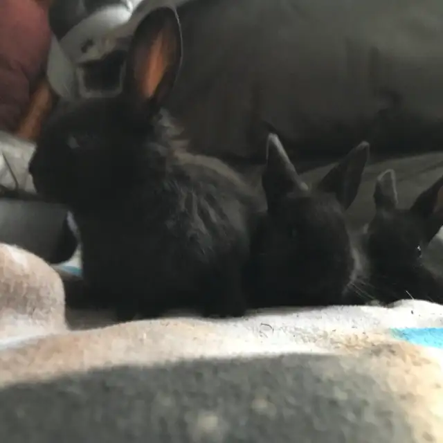 baby bunnies - Photo 2