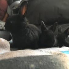 baby bunnies - Photo 2