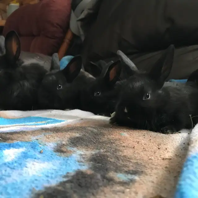 baby bunnies - Photo 3