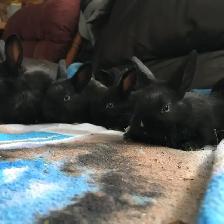baby bunnies - Photo 3