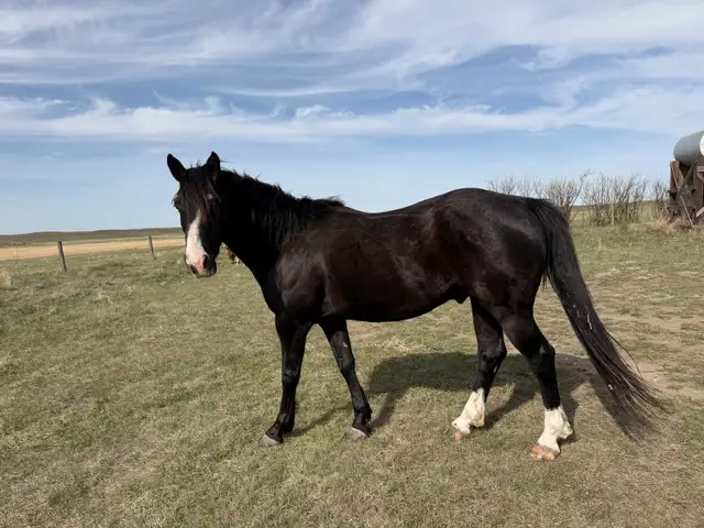 Black Project Gelding