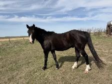 Black Project Gelding