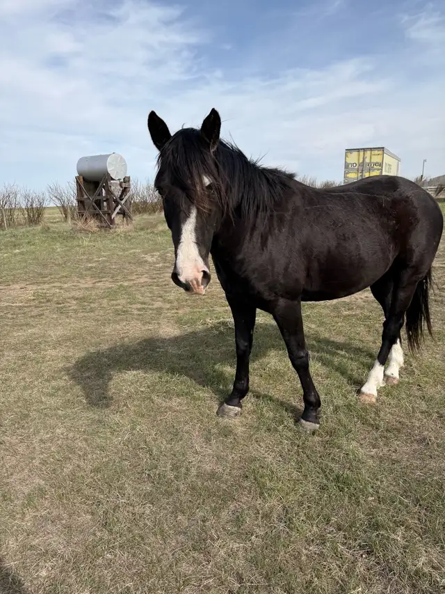 Black Project Gelding - Photo 2