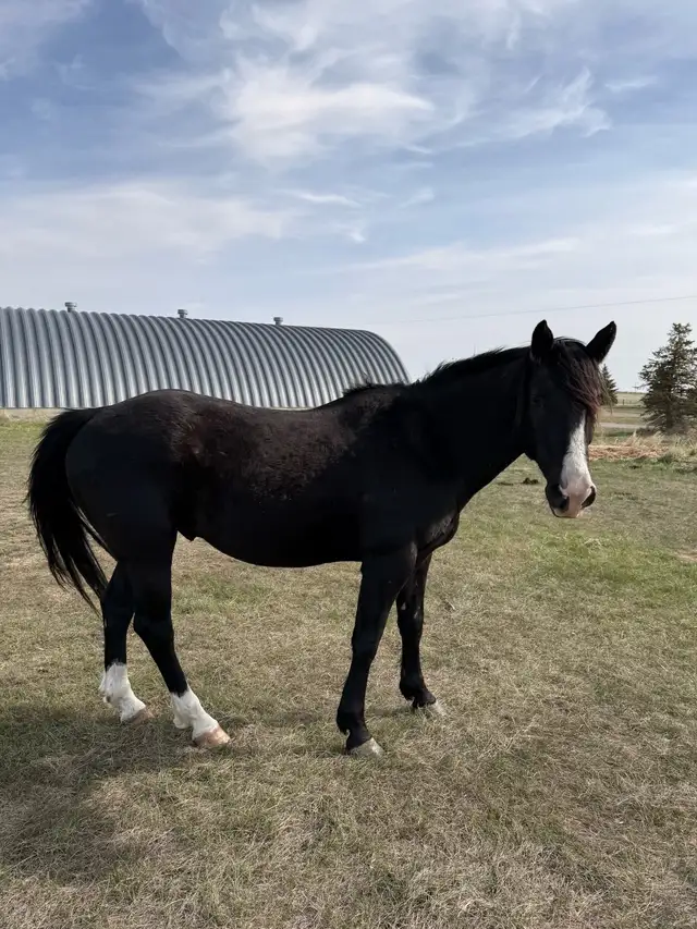 Black Project Gelding - Photo 3