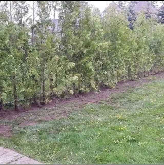 CHEAP EASTERN WHITE CEDARS FOR HEDGES - Photo 5