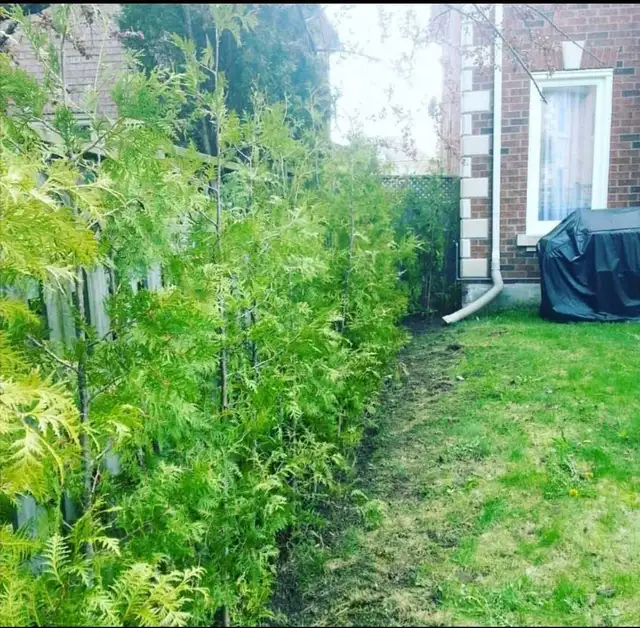 EASTERN WHITE CEDARS FOR HEDGES - Photo 4