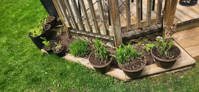 Large Hosta's $5.00 Each