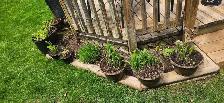 Large Hosta's $5.00 Each