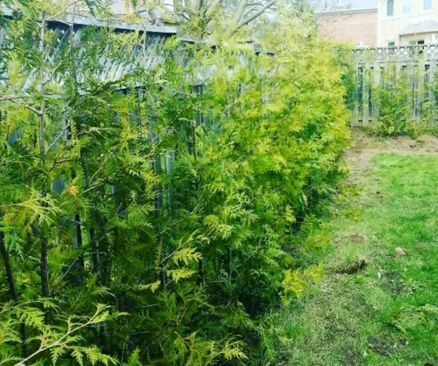 CHEAP EASTERN WHITE CEDARS FOR HEDGES - Photo 9