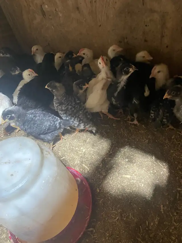 Chicks for sale