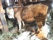 Steer feeder calves