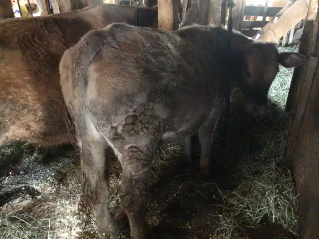 Steer feeder calves - Photo 2