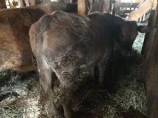 Steer feeder calves - Photo 2