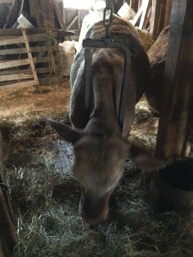 Steer feeder calves - Photo 3
