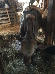 Steer feeder calves - Photo 3