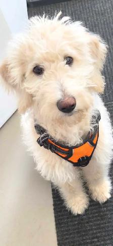 Female Labradoodle ( 6 mth old)