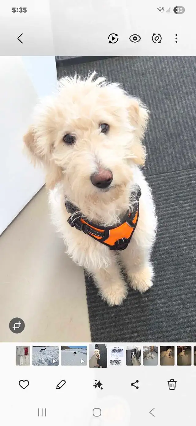 Female Labradoodle ( 6 mth old) - Photo 2
