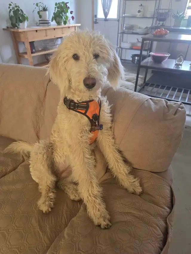 Female Labradoodle ( 6 mth old) - Photo 3