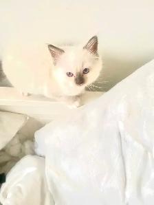 GORGEOUS BABY BICOLOR WHITEMITTED RAGDOLLS!! - Photo 5