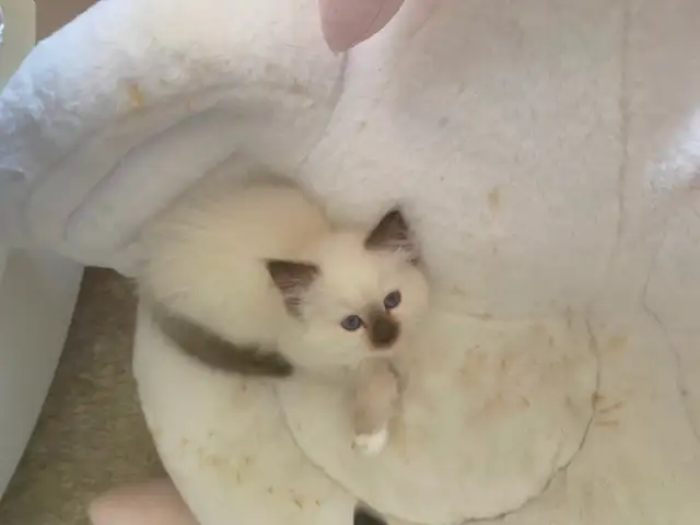 GORGEOUS BABY BICOLOR WHITEMITTED RAGDOLLS!! - Photo 10