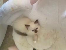 GORGEOUS BABY BICOLOR WHITEMITTED RAGDOLLS!! - Photo 10