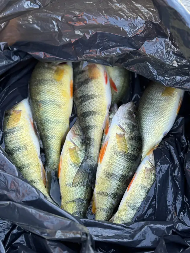 2026 Spring Perch Days on Lake Simcoe - Photo 4