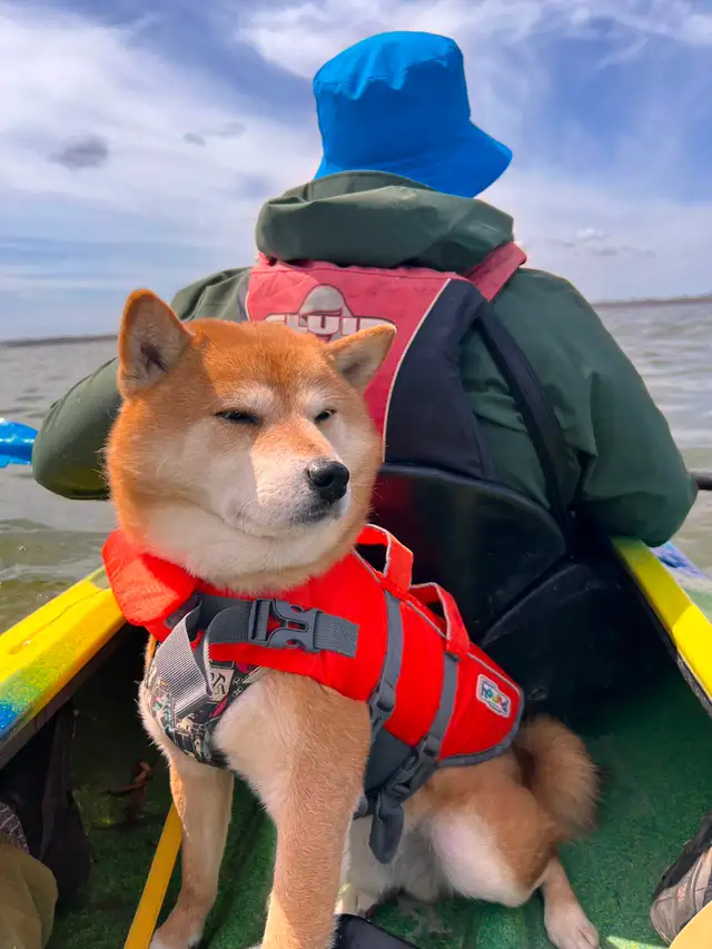 Toronto Best Kayaking on Lake Simcoe ☀️$25 - Photo 2